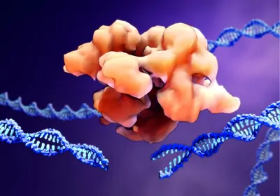 An orange CRISPR Cas 9 enzyme cutting DNA An orange CRISPR Cas 9 enzyme cutting DNA